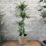 Dracaena Warneckii Goldstar 10"