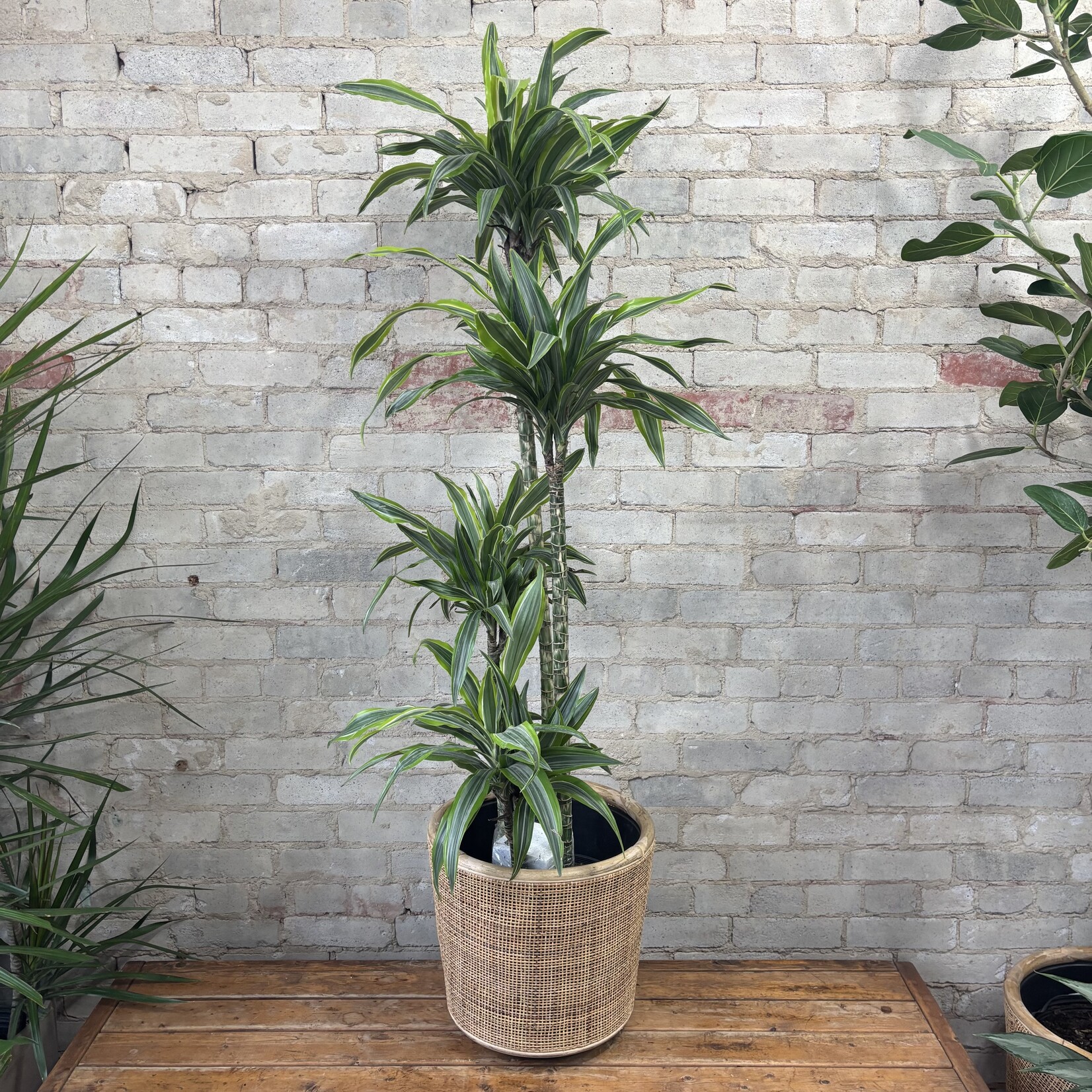 Dracaena Warneckii Goldstar 10"