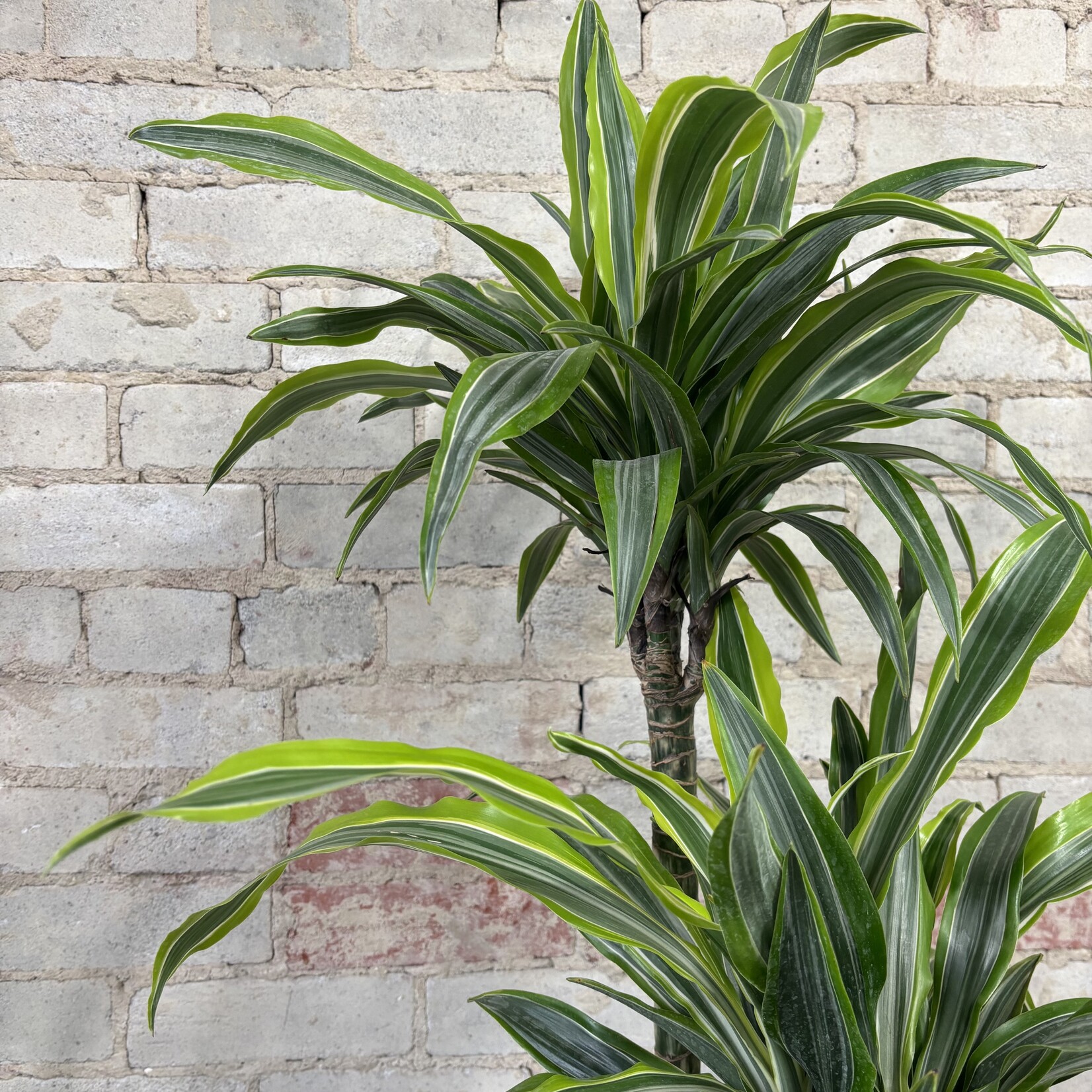 Dracaena Warneckii Goldstar 10"