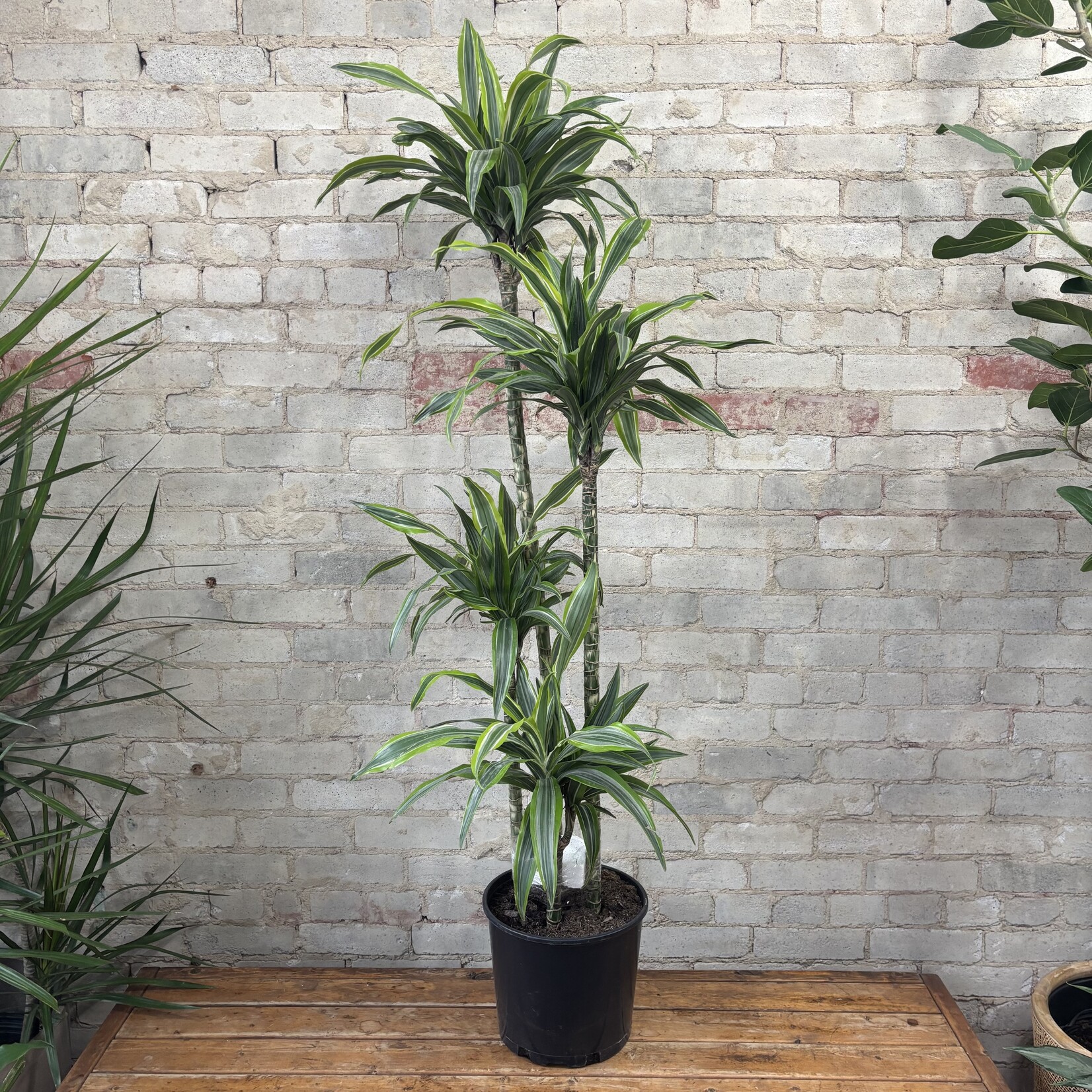 Dracaena Warneckii Goldstar 10"