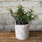 Mini Green Goldfish Plant 4"