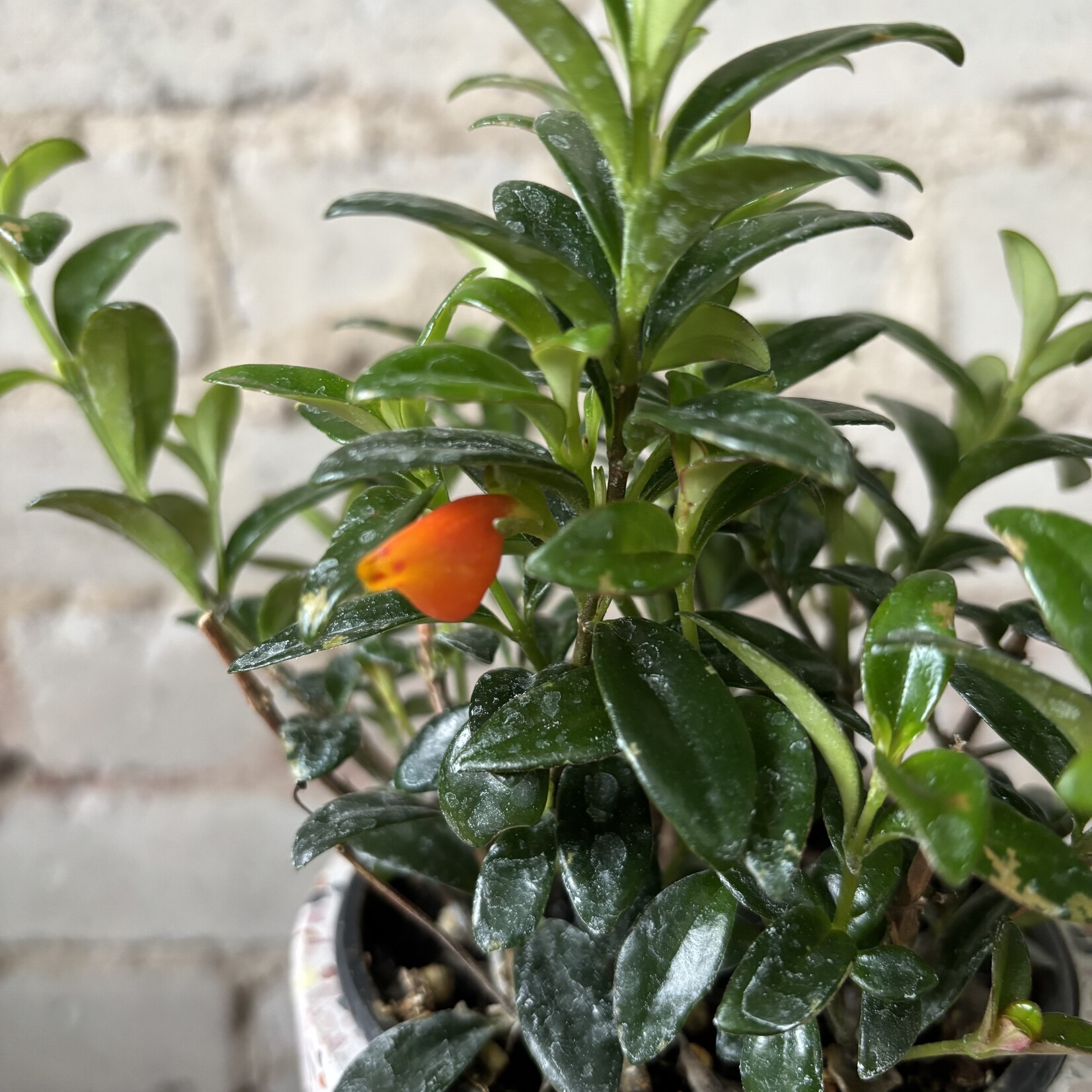 Mini Green Goldfish Plant 4"
