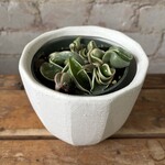 Hoya Compacta Variegated 4"