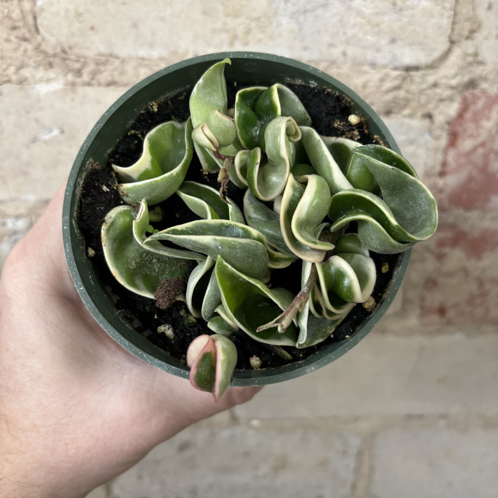 Hoya Compacta Variegated 4"
