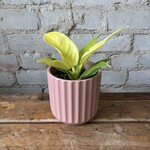 Philodendron Moonlight 4"