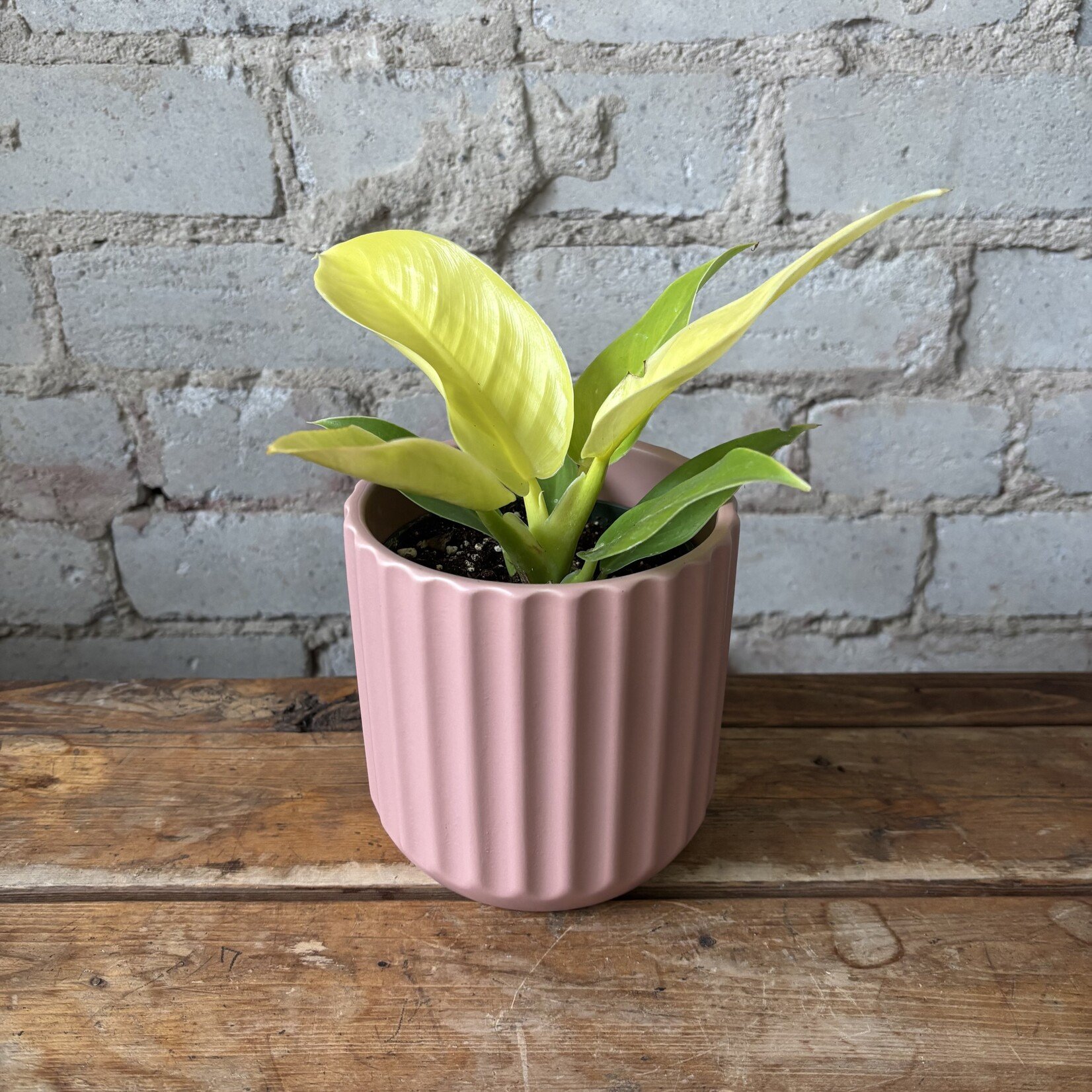 Philodendron Moonlight 4"