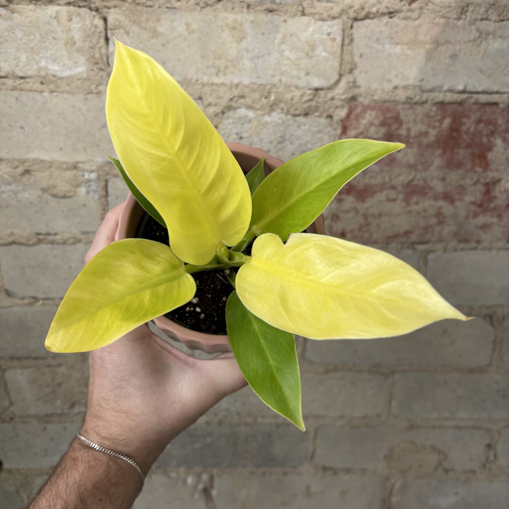 Philodendron Moonlight 4"