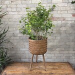 Jasmine Maid Of Orleans 10"