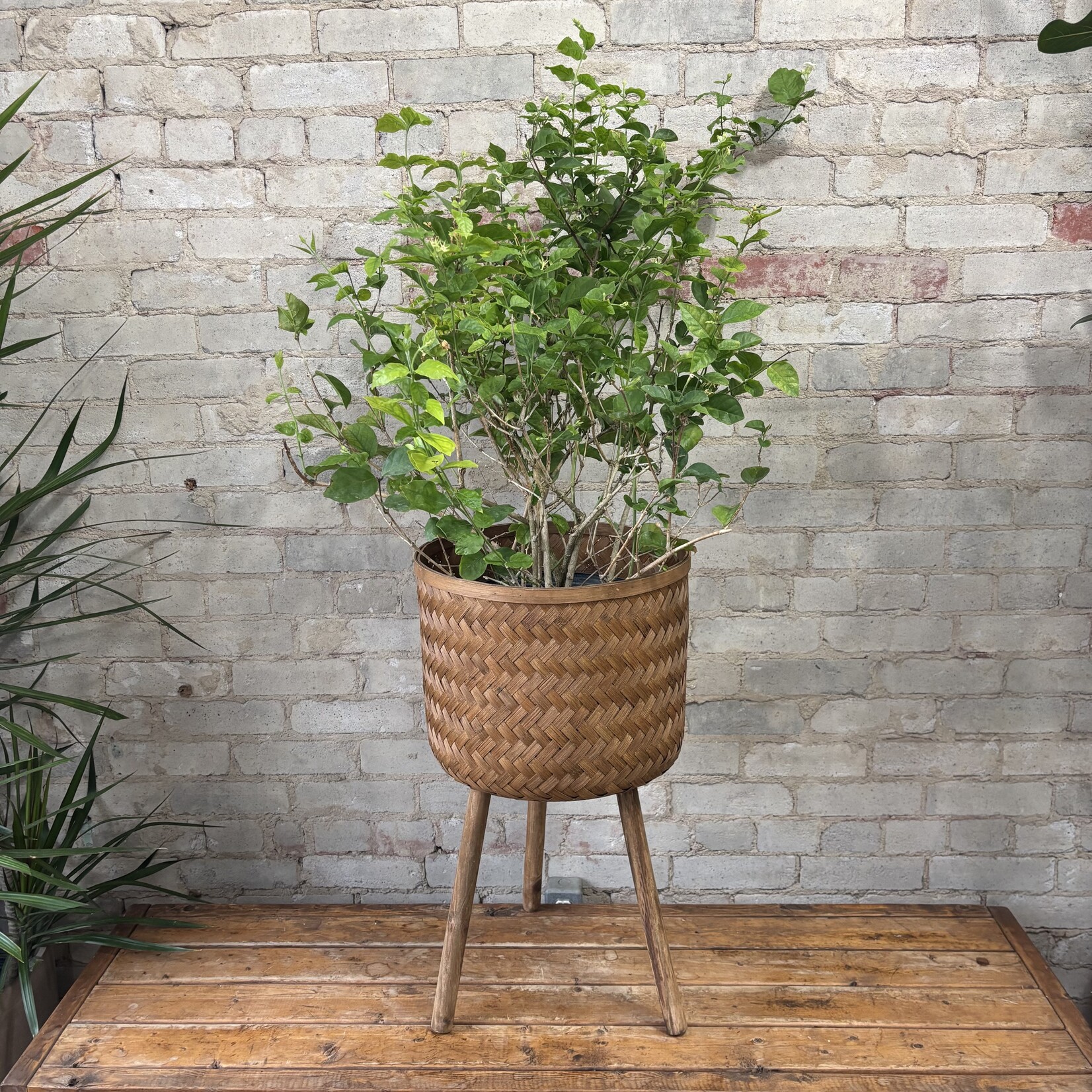 Jasmine Maid Of Orleans 10"