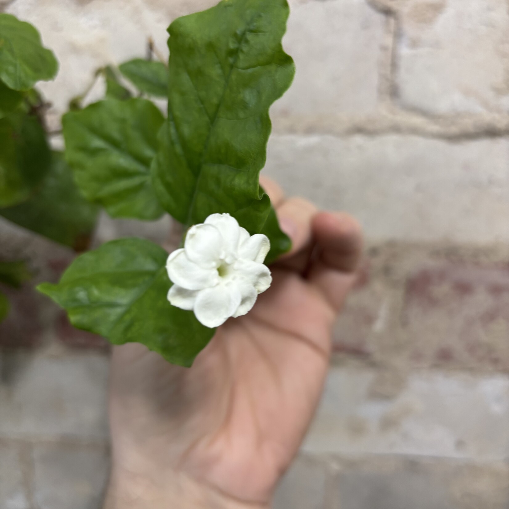 Jasmine Maid Of Orleans 10"