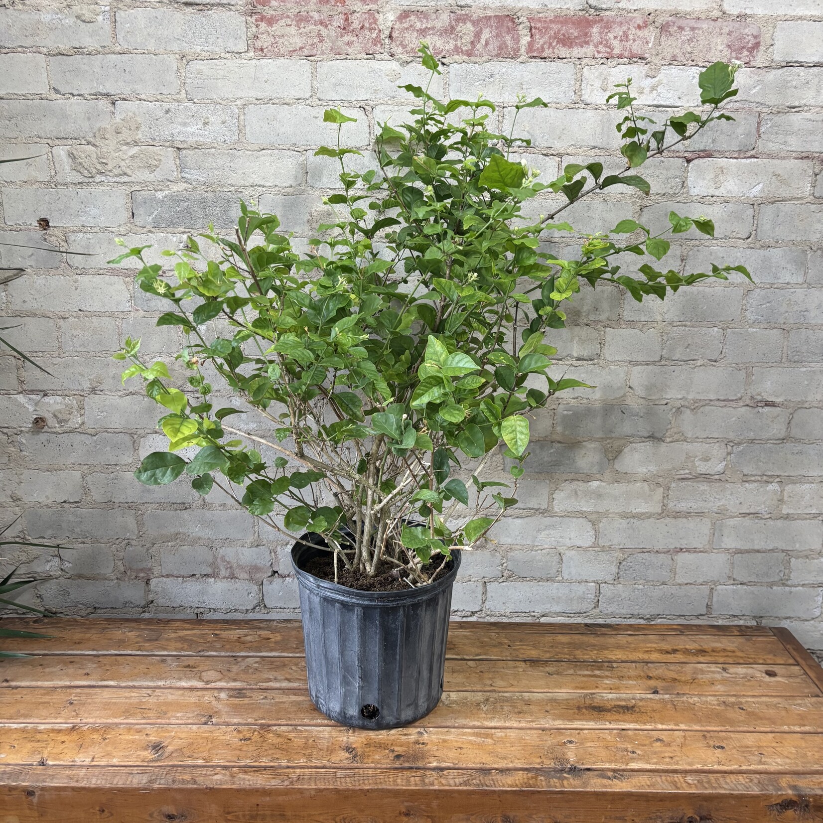 Jasmine Maid Of Orleans 10"