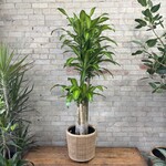 Dracaena Mass Cane / Fragrans 12"