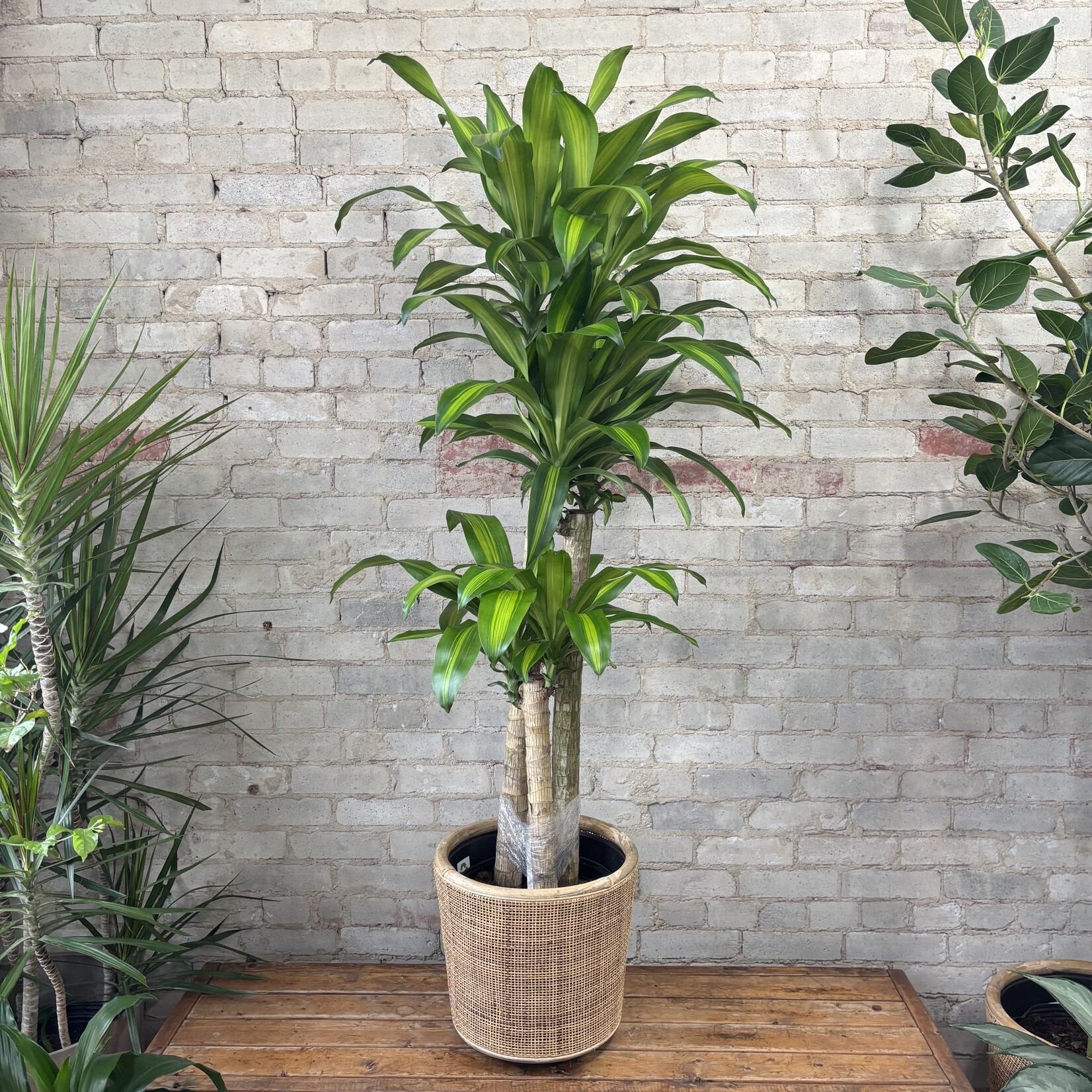 Dracaena Mass Cane / Fragrans 12"