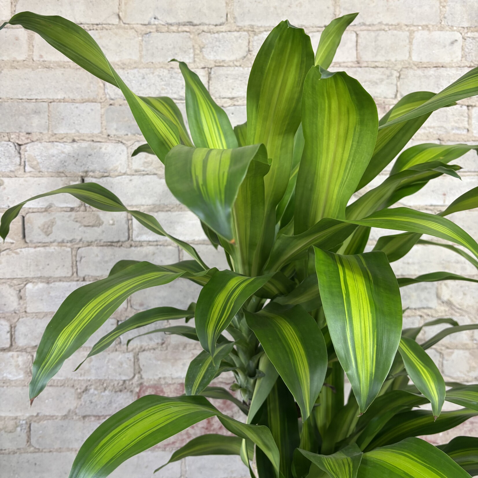 Dracaena Mass Cane / Fragrans 12"