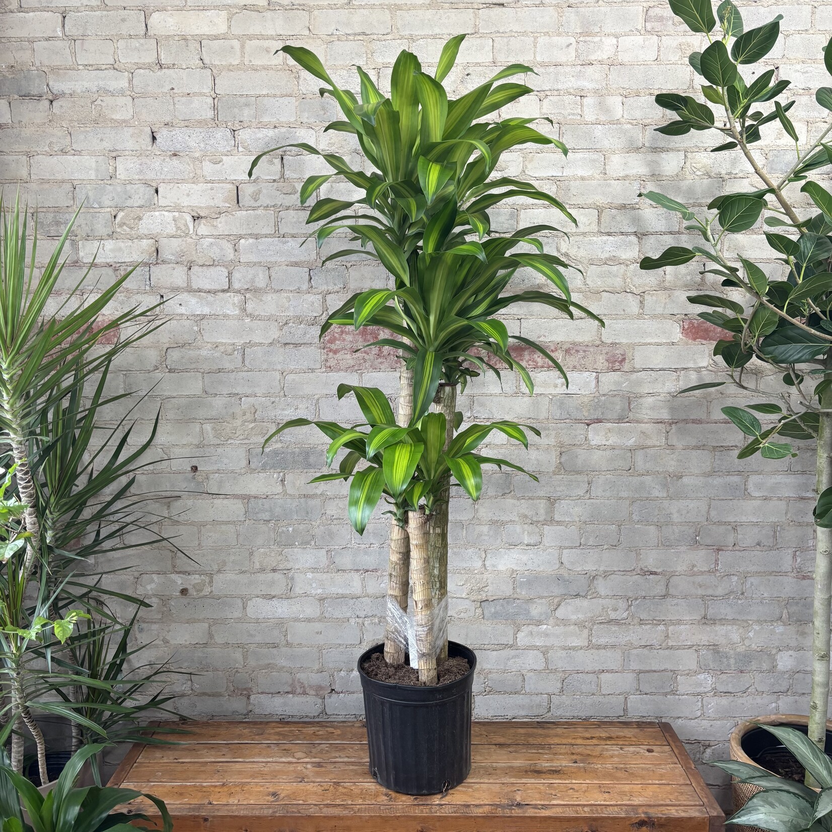 Dracaena Mass Cane / Fragrans 12"