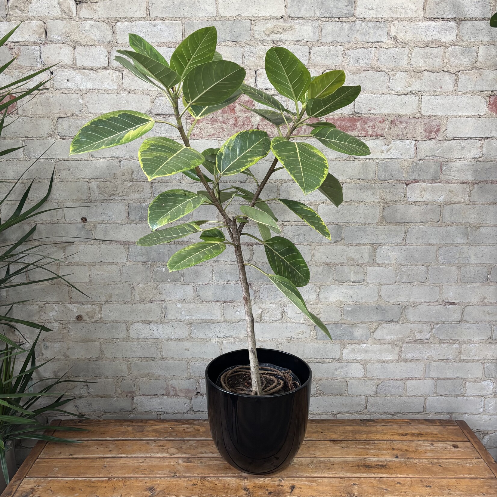 Ficus Altissima Standard 10"