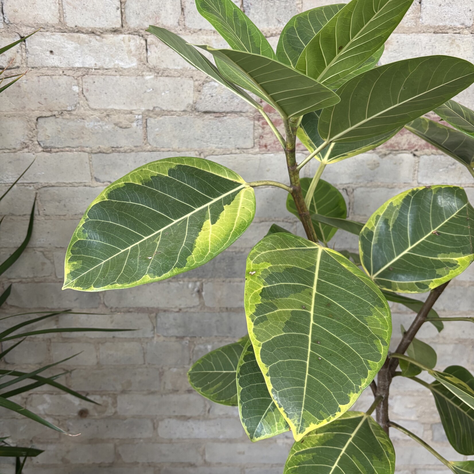 Ficus Altissima Standard 10"