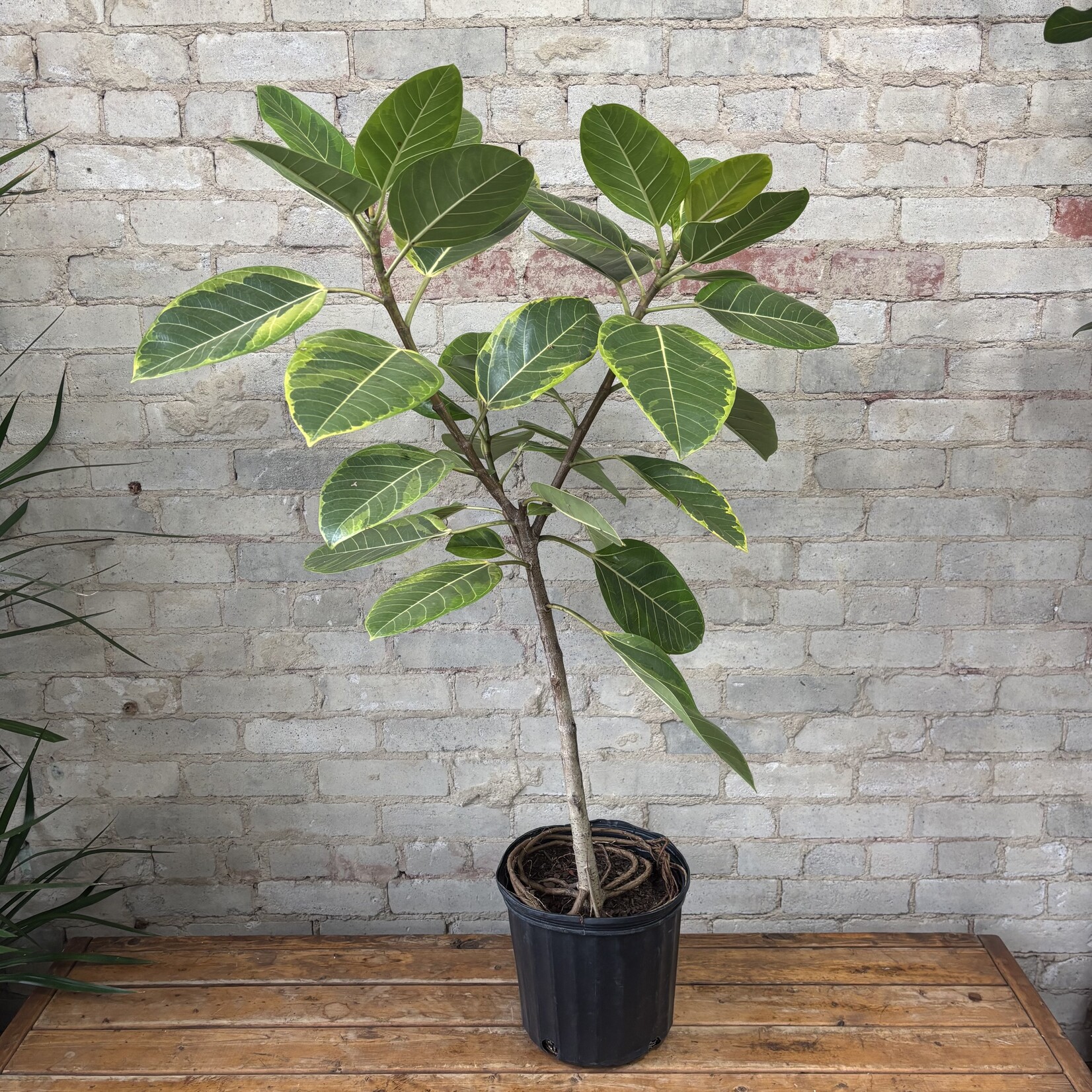 Ficus Altissima Standard 10"