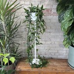 Epipremnum Skeleton Key 8"