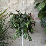 Lipstick Black Pagoda 8" HB