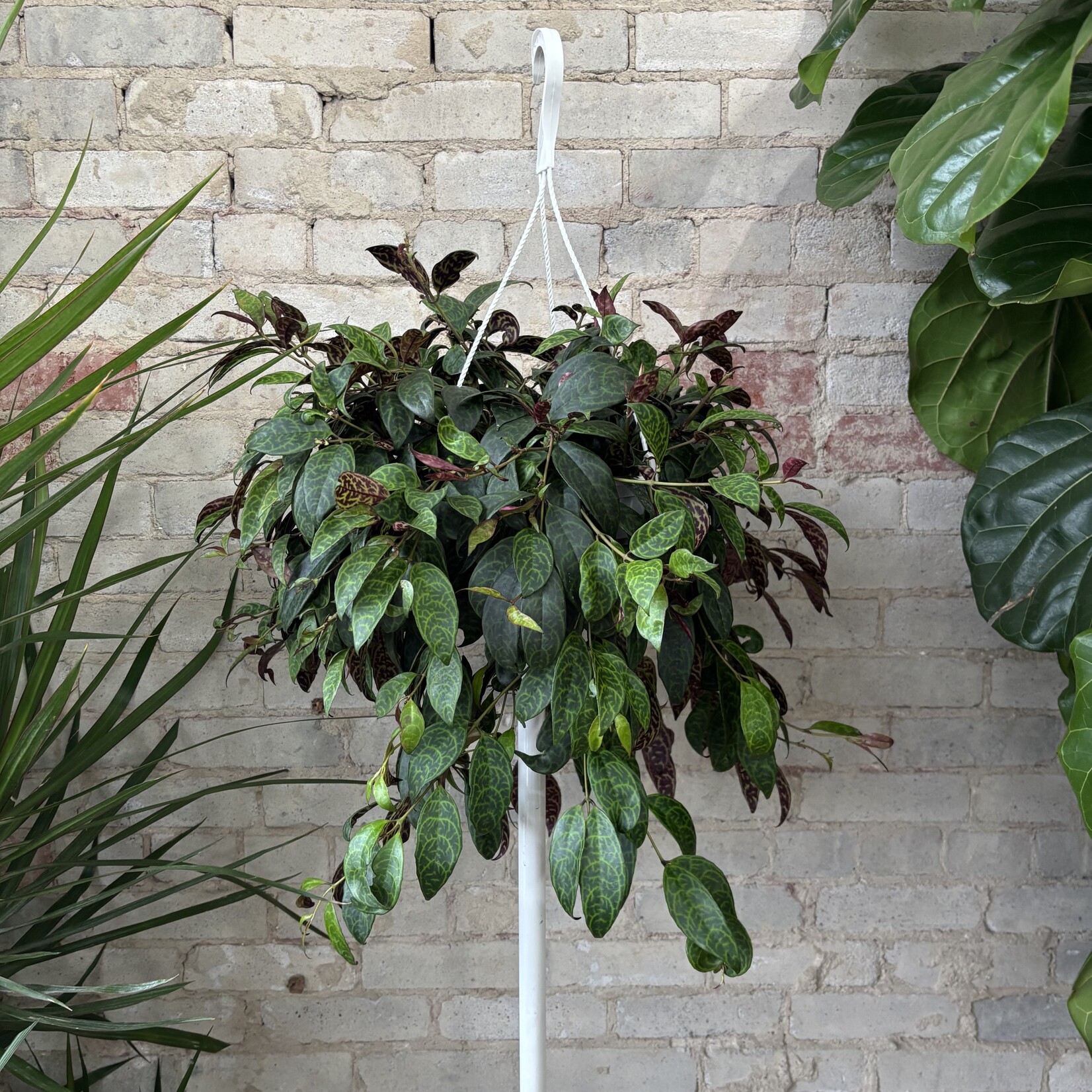 Lipstick Black Pagoda 8" HB