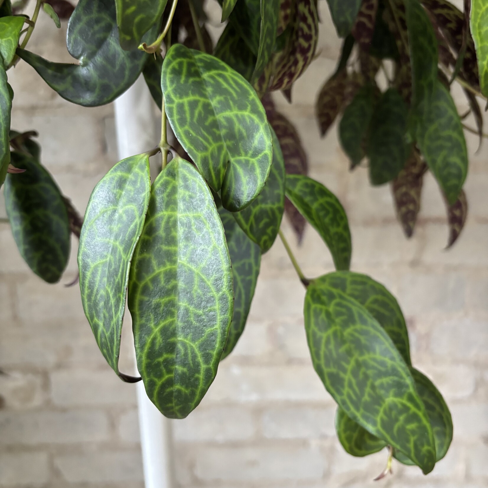 Lipstick Black Pagoda 8" HB