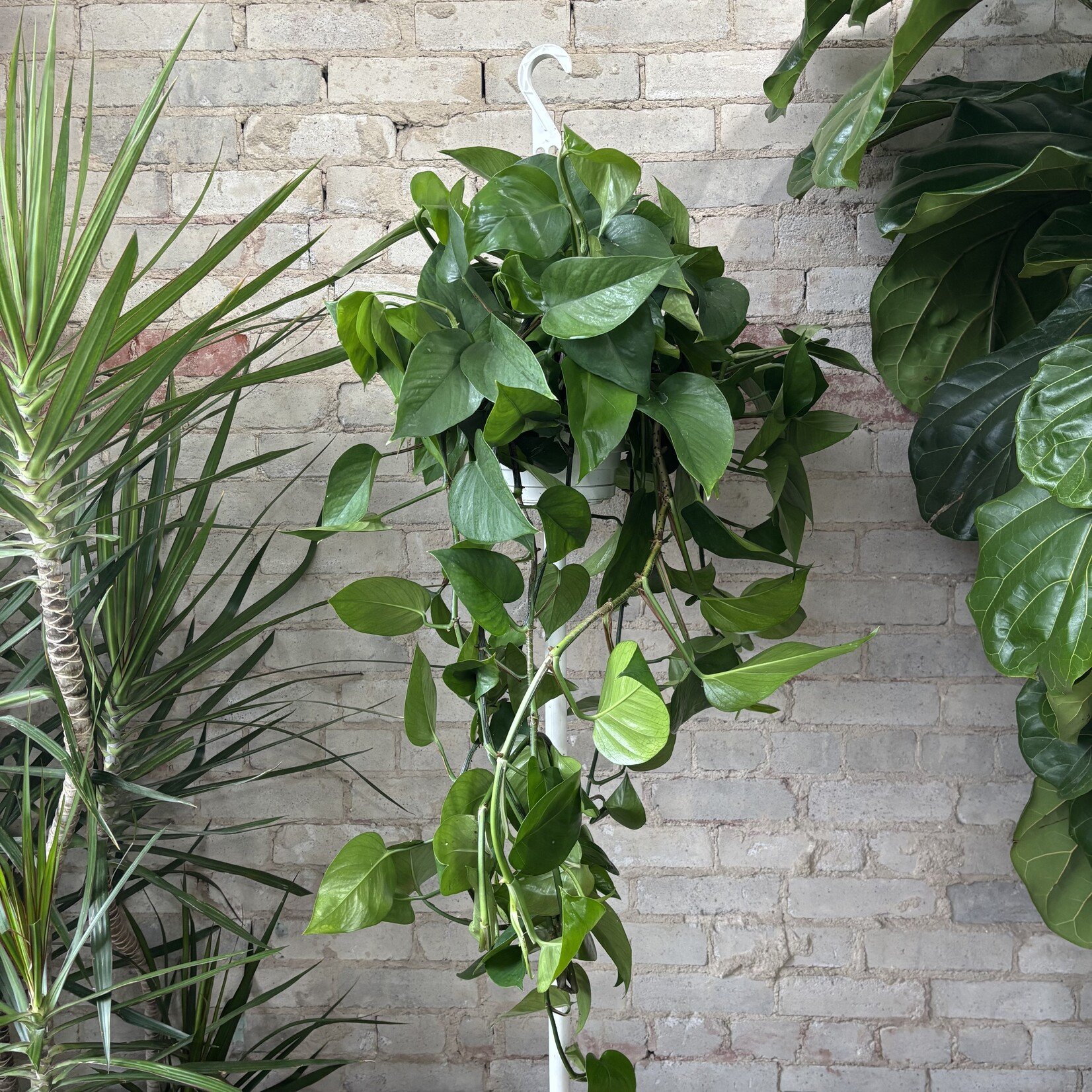 Jade Pothos 8" HB