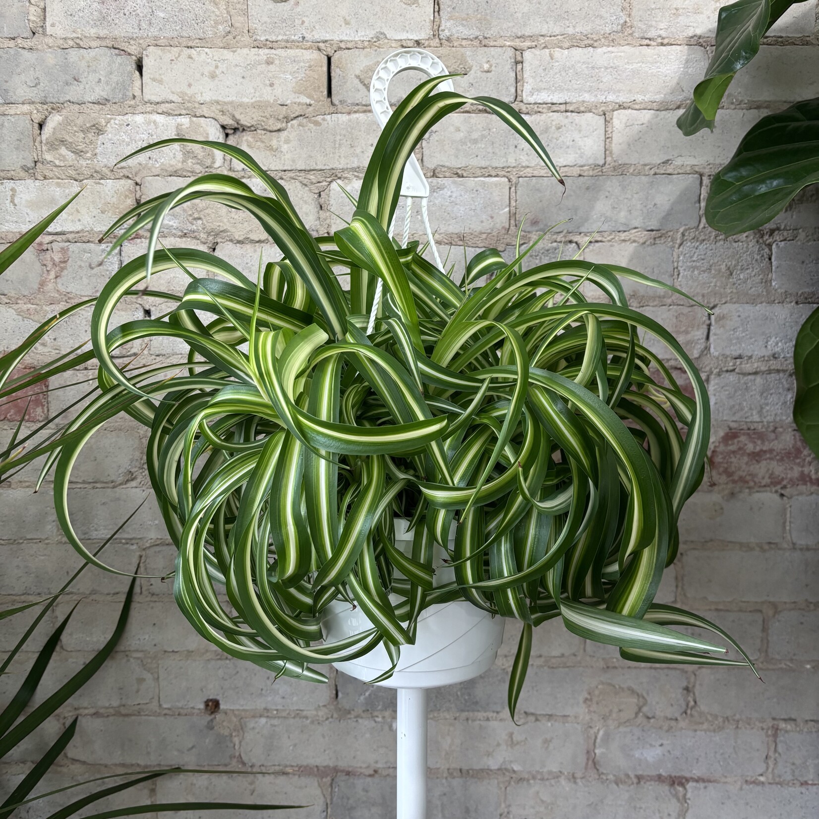 Curly Spider Plant 'Bonnie' 8" HB