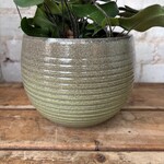 Linara Pot 'Wild Jungle' (Fits 5")