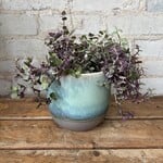 Tradescantia 'Pink Panther' 5"