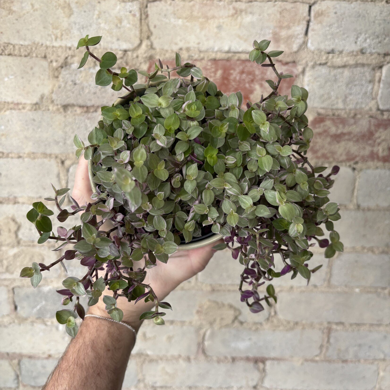Tradescantia 'Pink Panther' 5"