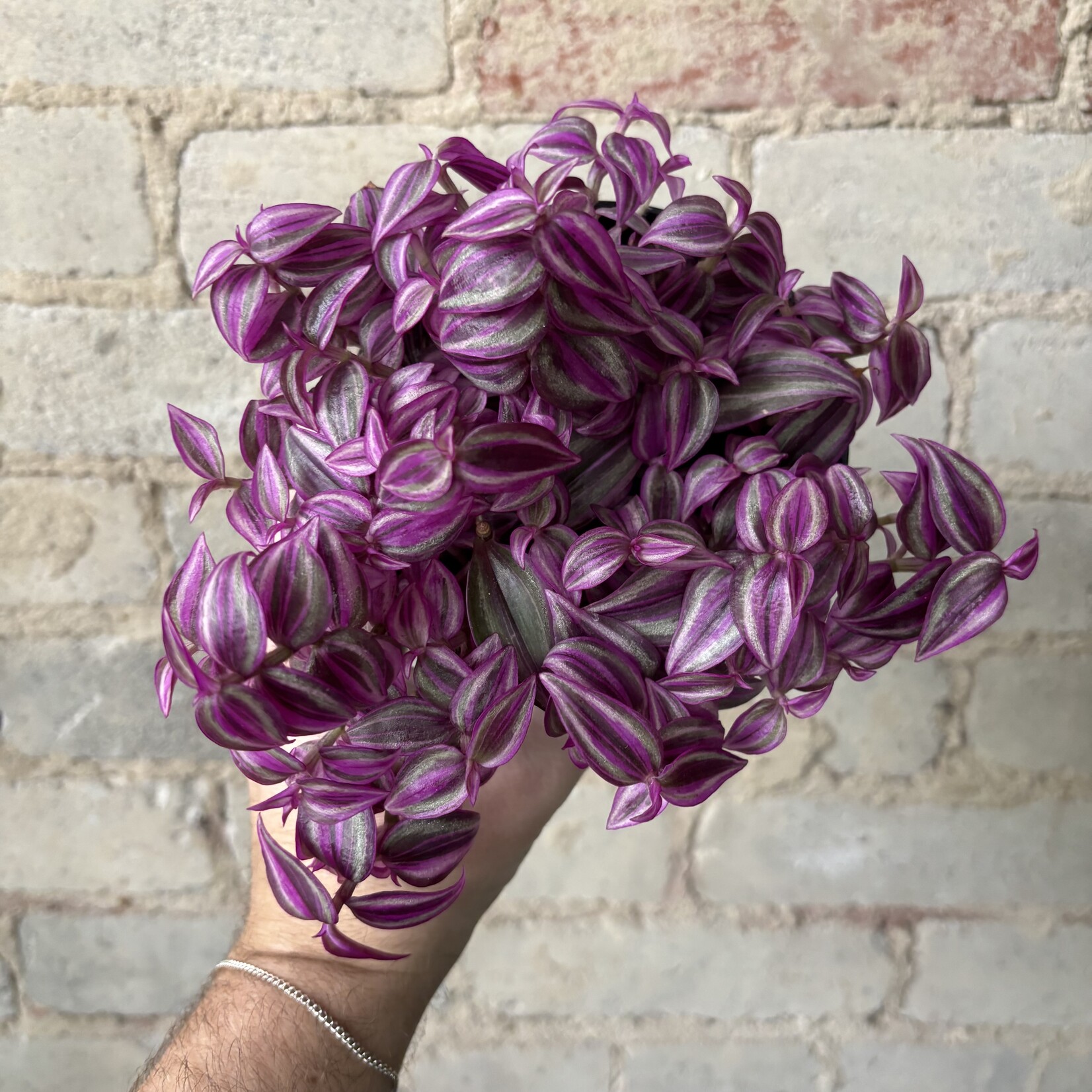 Tradescantia Zebrina 'Pink Paradise' 5"