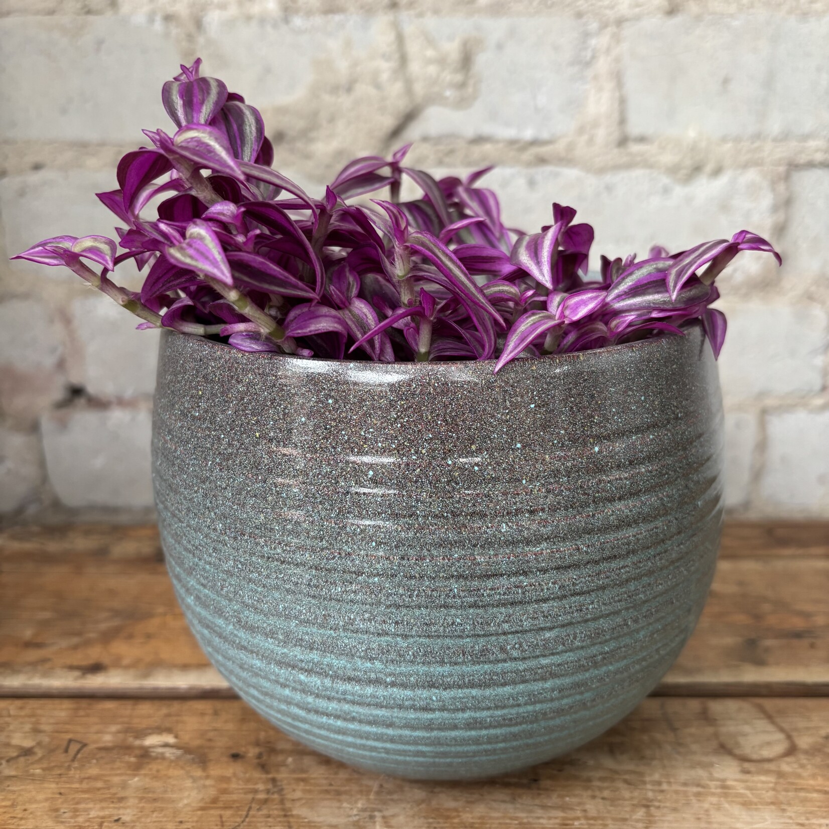 Tradescantia Zebrina 'Pink Paradise' 5"