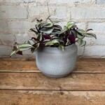 Tradescantia Zebrina 5"