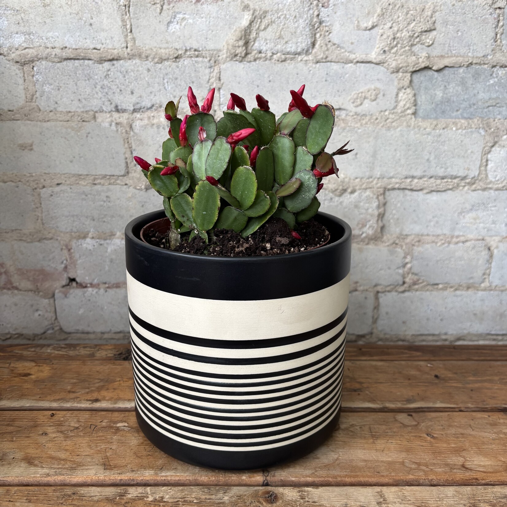 Schlumbergera 'Easter Cactus' 6" Red