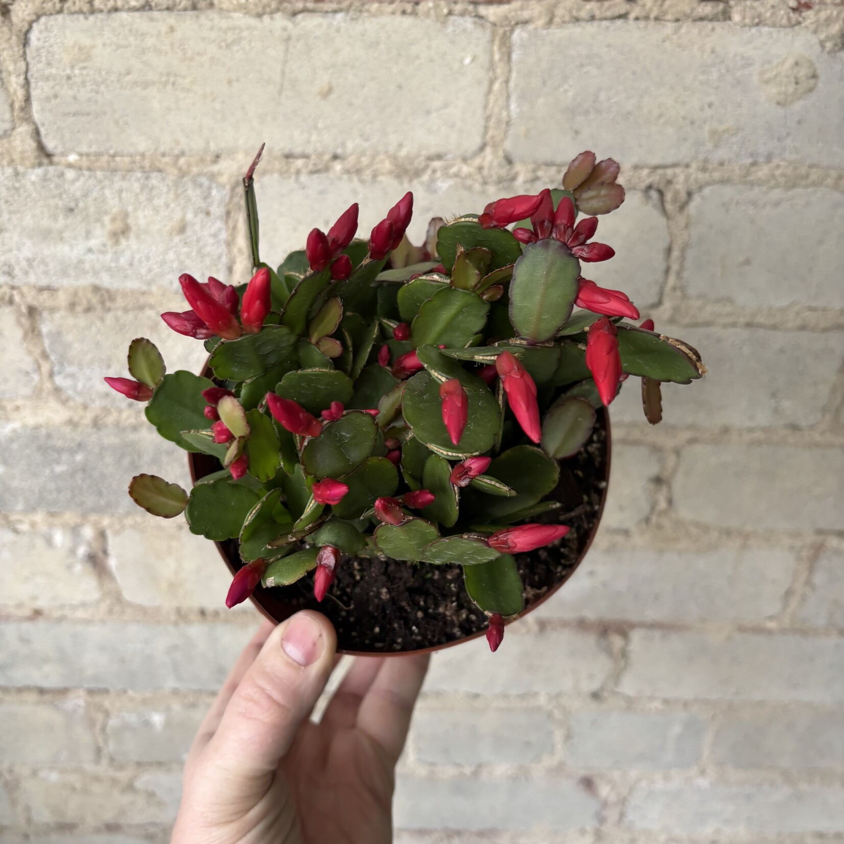 Schlumbergera 'Easter Cactus' 6" Red