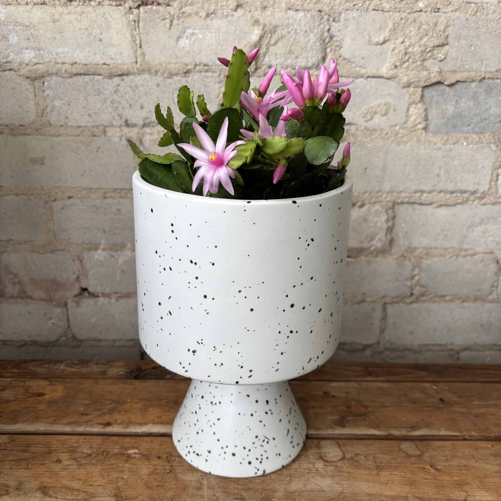 Schlumbergera 'Easter Cactus' 6" Pink