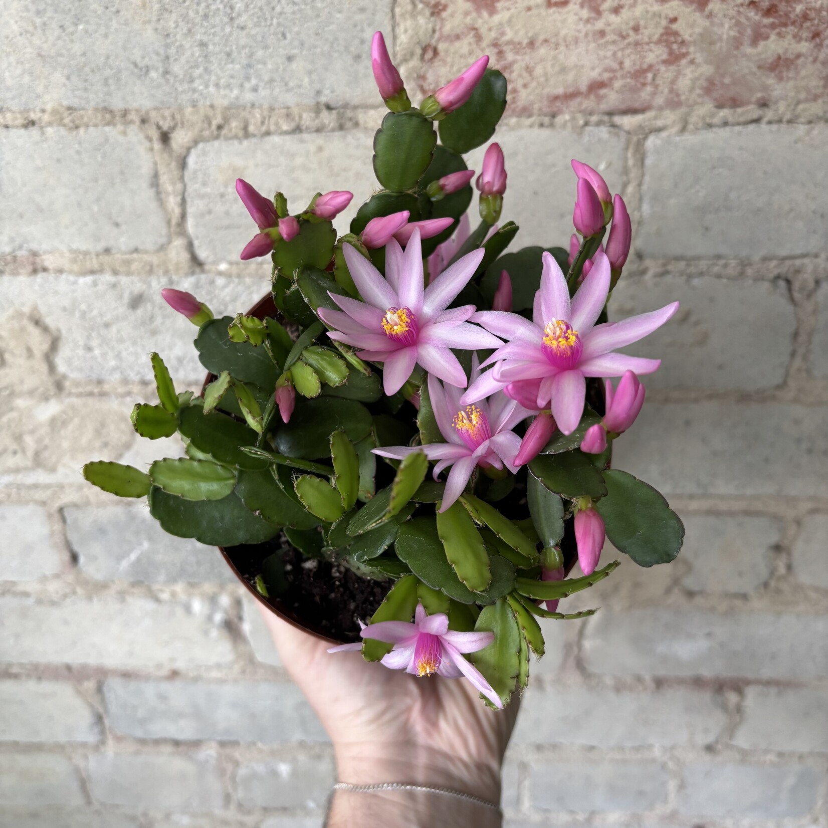 Schlumbergera 'Easter Cactus' 6" Pink