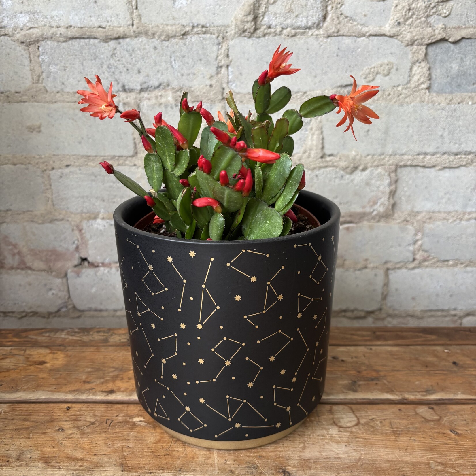 Schlumbergera 'Easter Cactus' 6" Orange