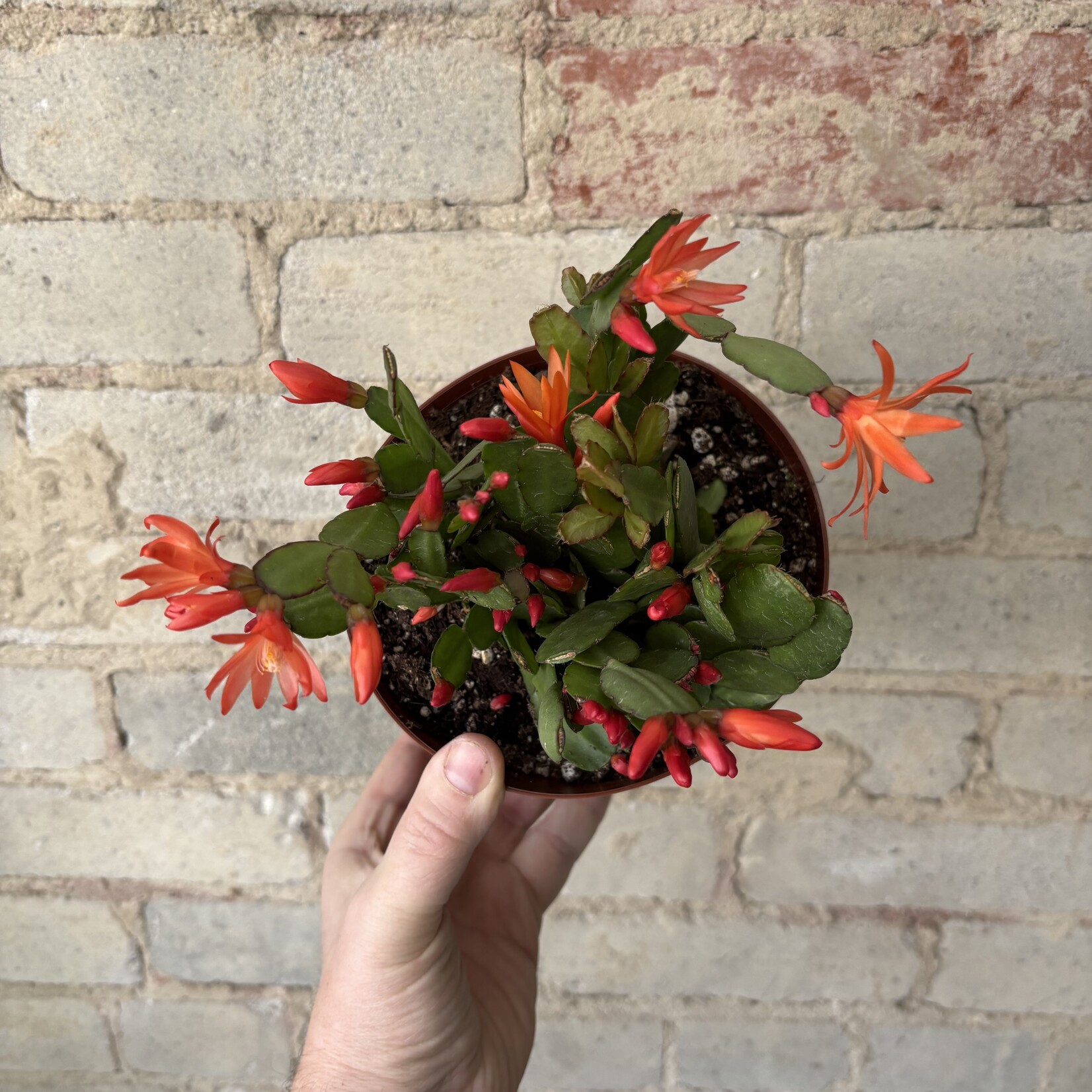 Schlumbergera 'Easter Cactus' 6" Orange