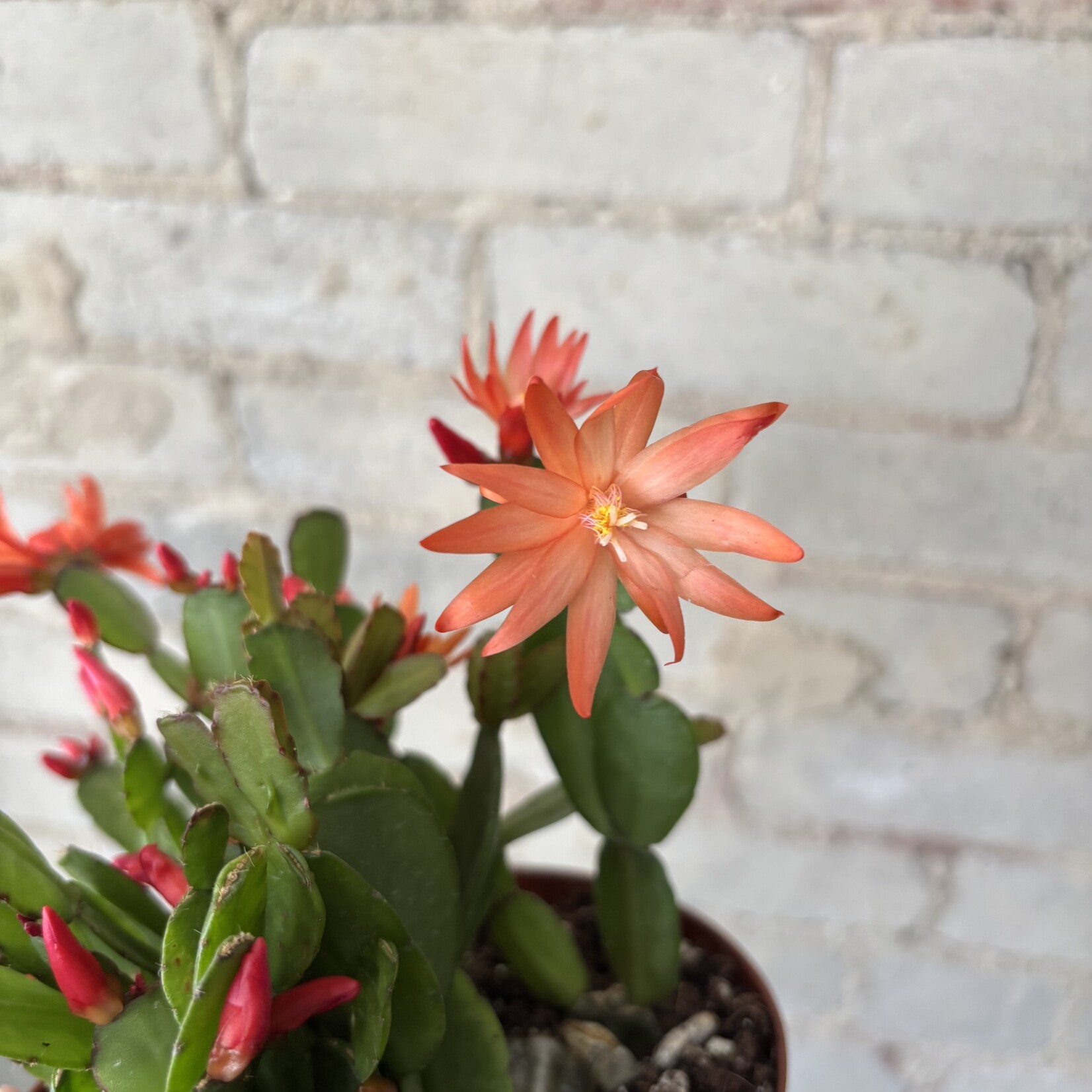Schlumbergera 'Easter Cactus' 6" Orange