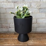 Schlumbergera 'Easter Cactus' 6" White