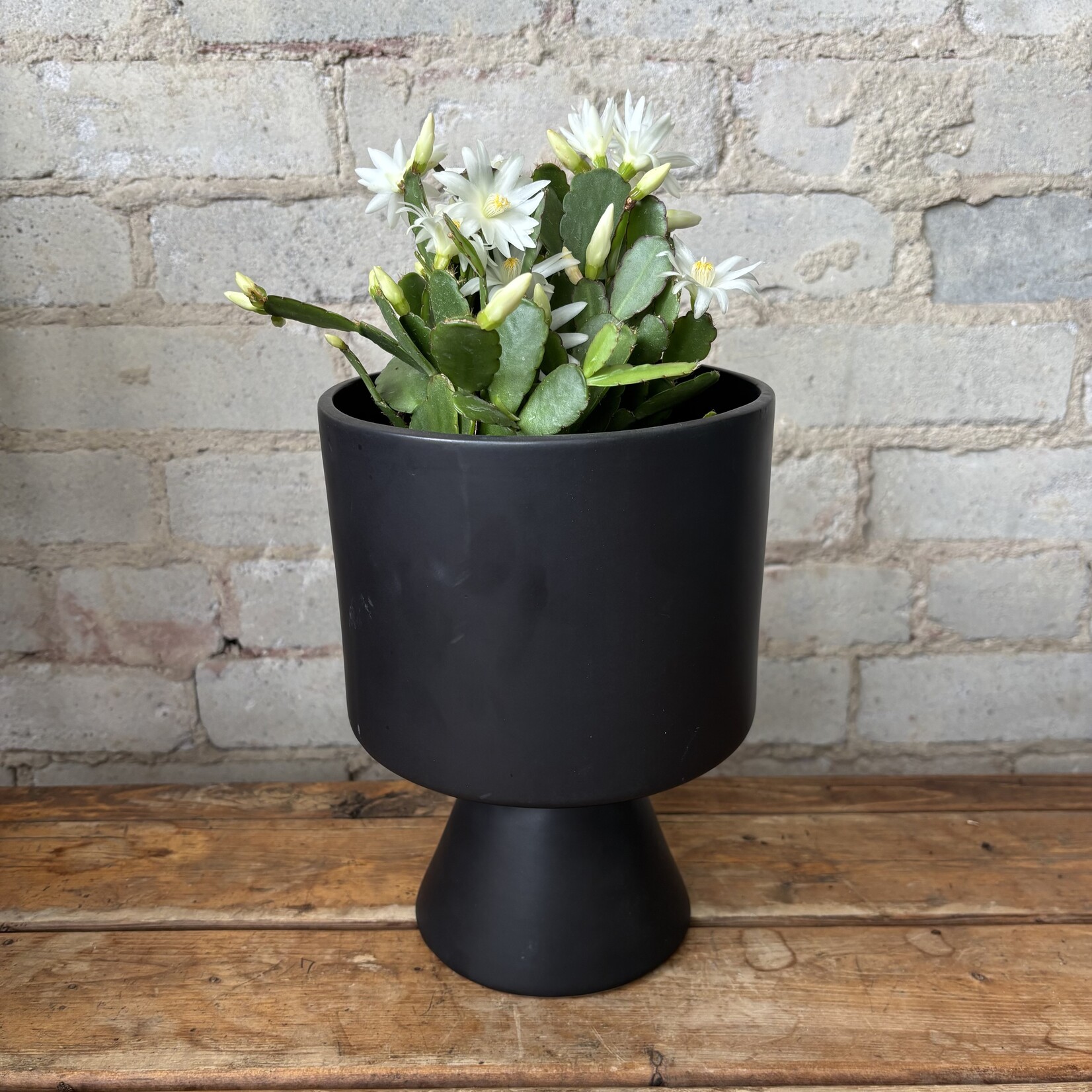 Schlumbergera 'Easter Cactus' 6" White