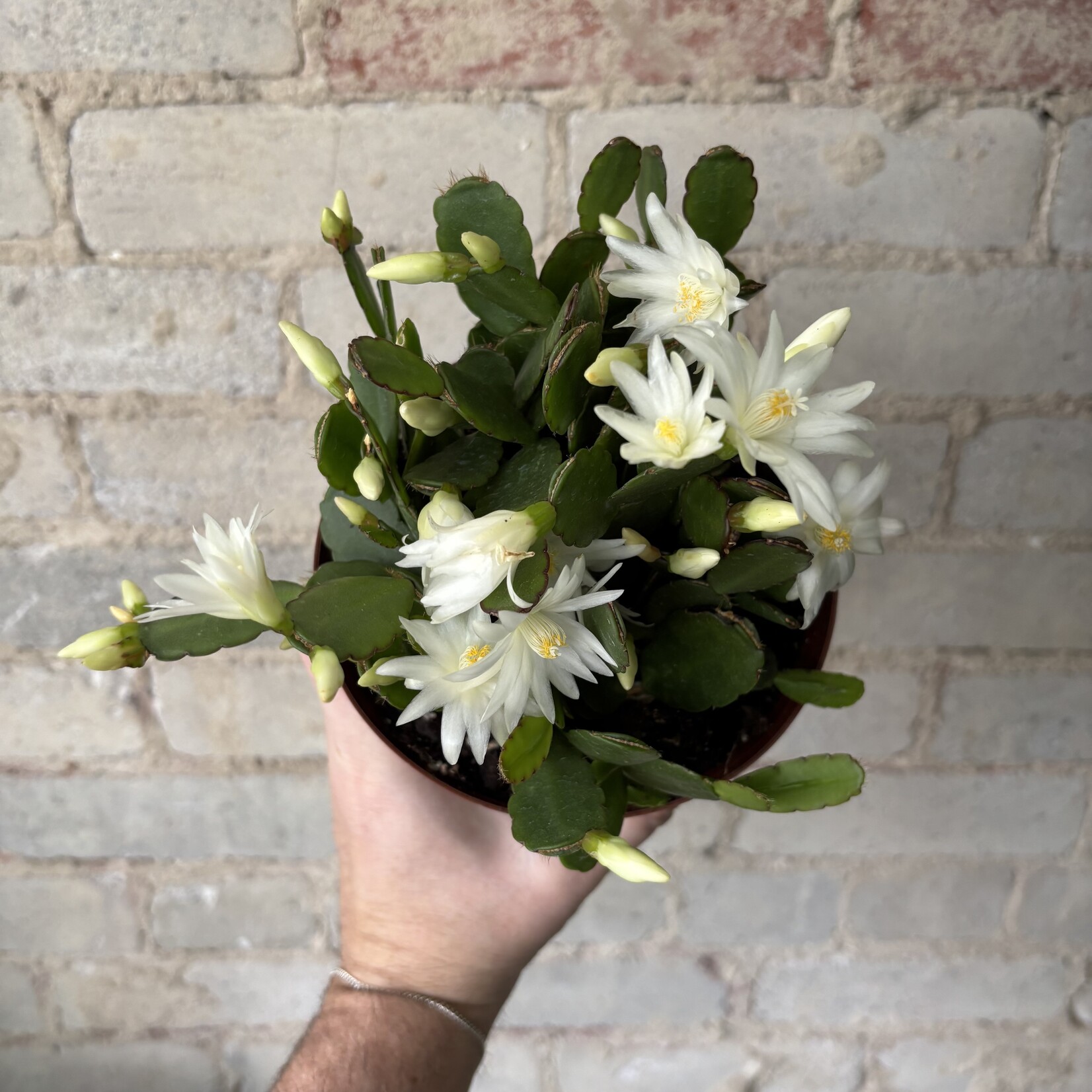 Schlumbergera 'Easter Cactus' 6" White