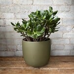 Jade Plant 8"