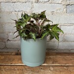 Begonia Rex 'Lion Dance'