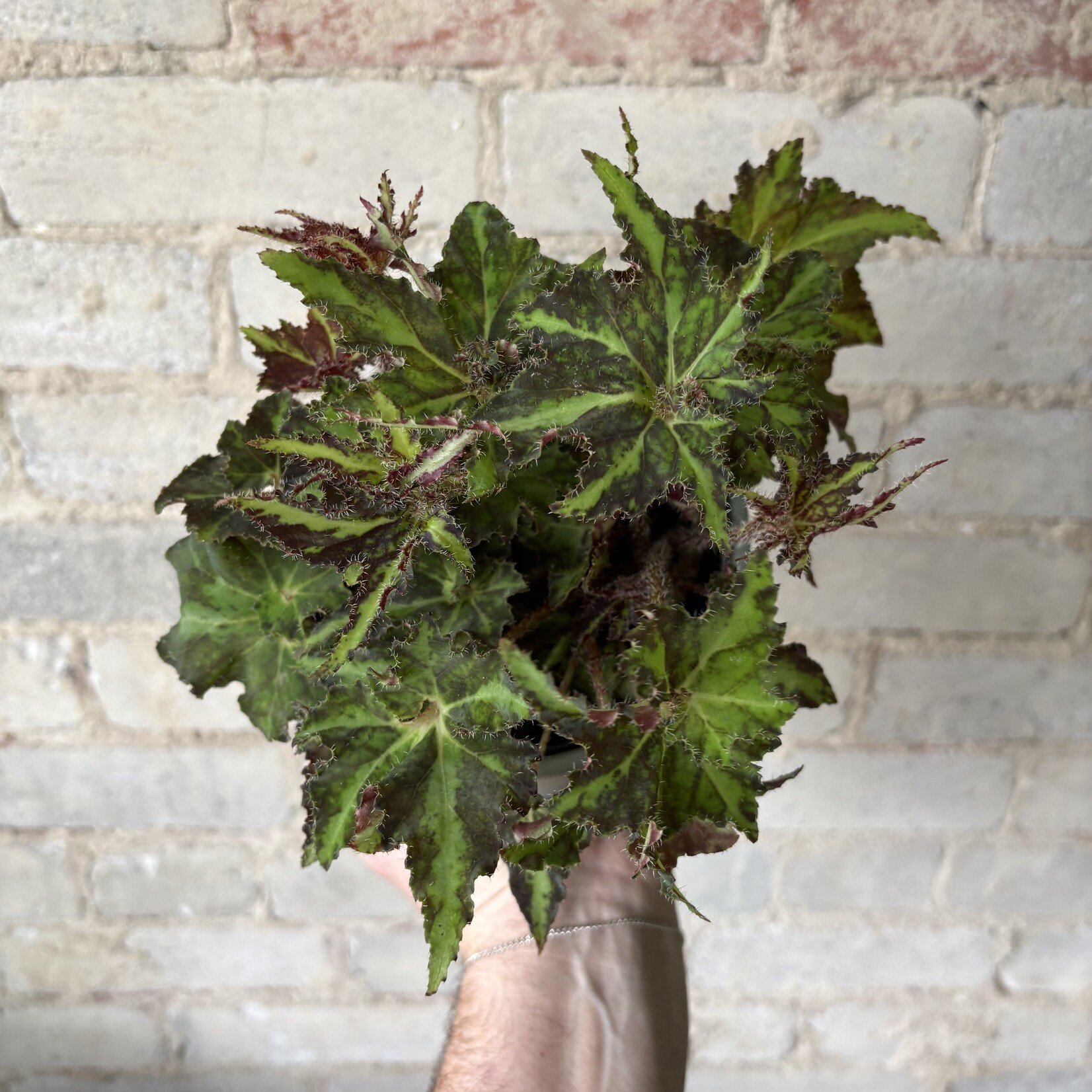 Begonia Rex 'Lion Dance'