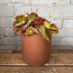 Begonia Rex 'Magic Colours' 5"