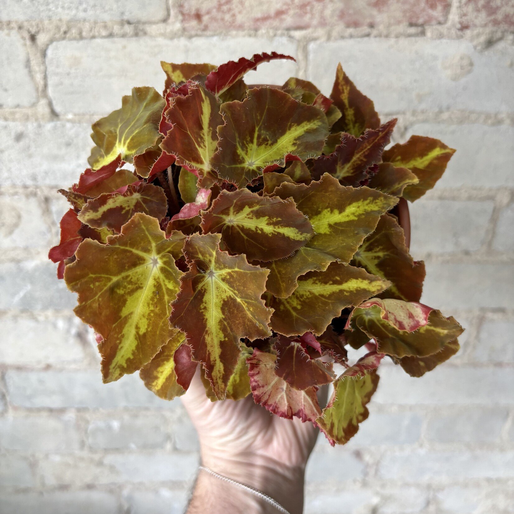 Begonia Rex 'Magic Colours' 5"