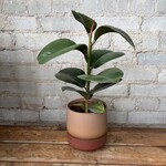 Ficus Elastica Robusta 5"
